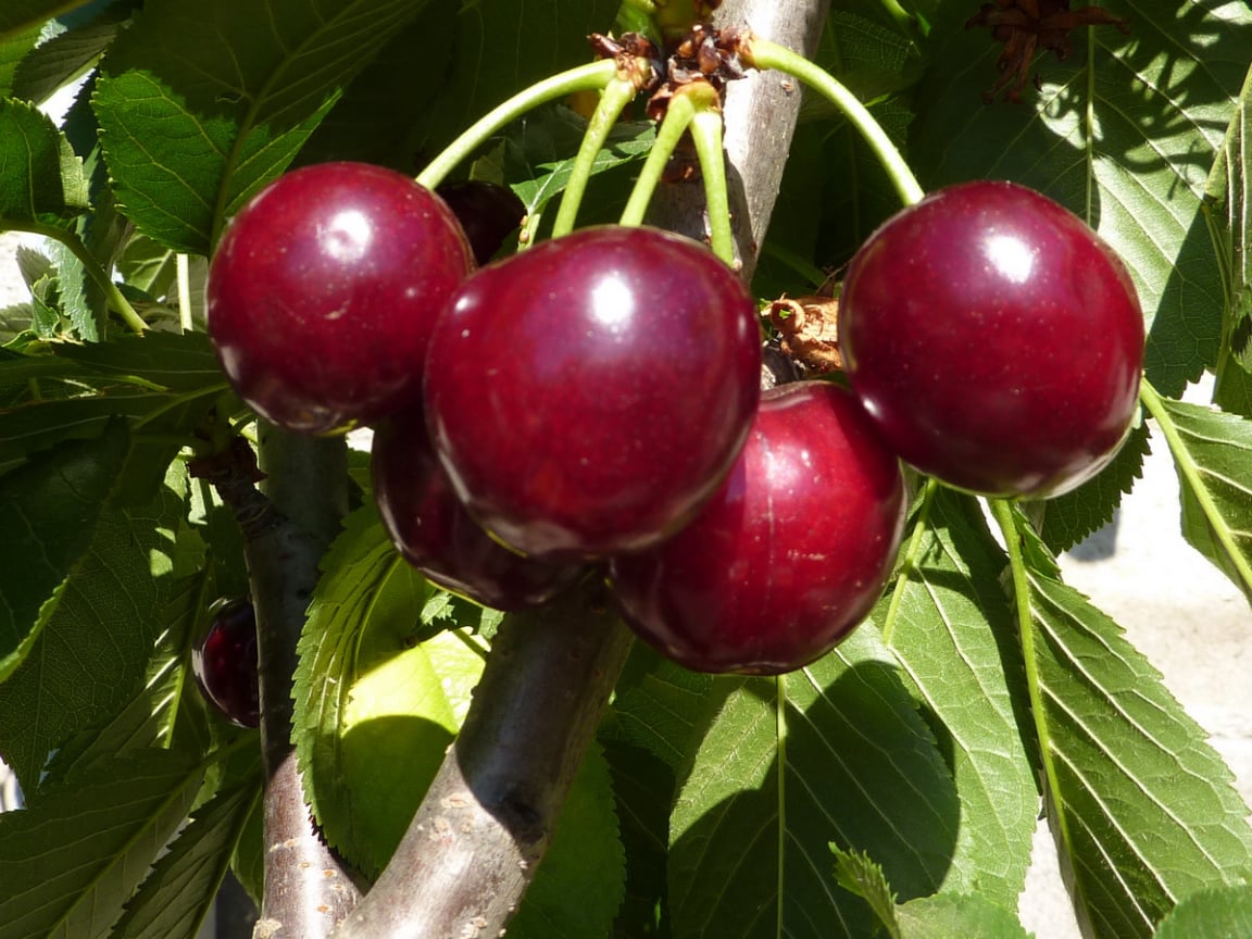 Exoticplant Vivaio di Francesco Maule