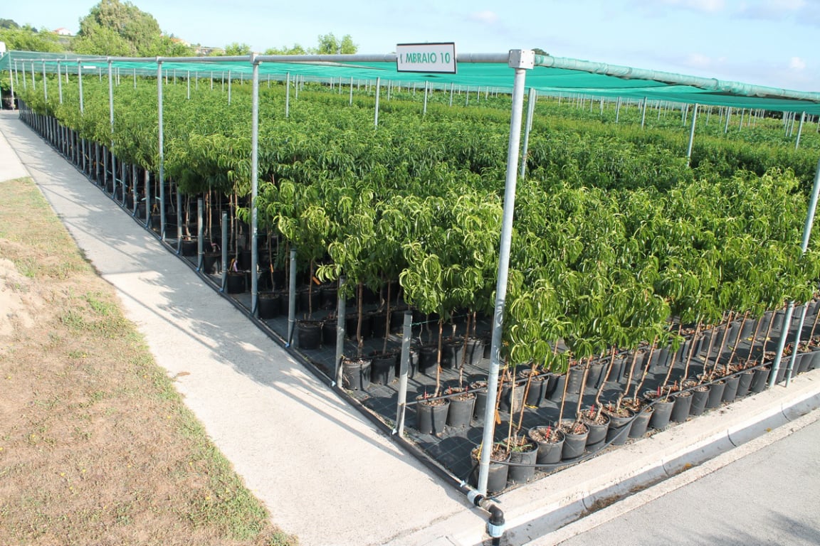 Exoticplant Vivaio di Francesco Maule